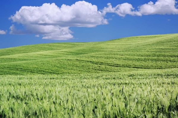 Italy, Tuscany Landscape of a wheat field